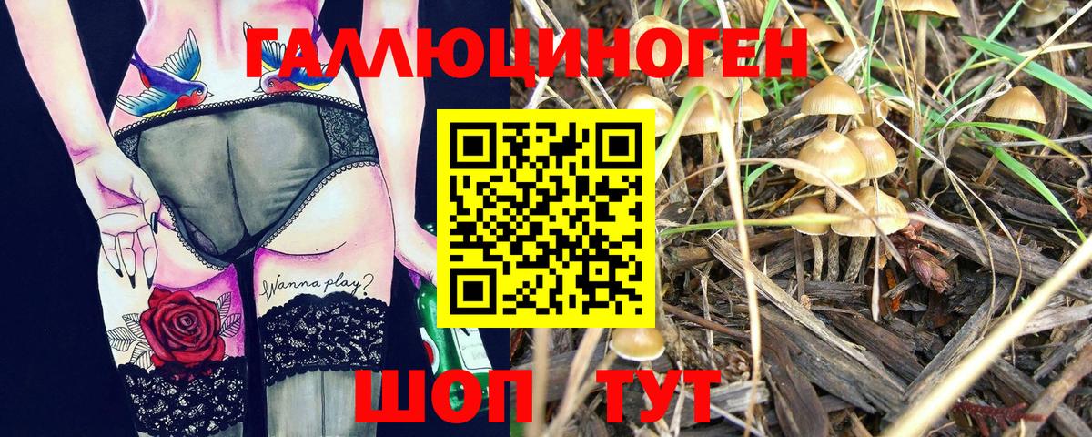 Псилоцибиновые грибы Psilocybine cubensis Котлас